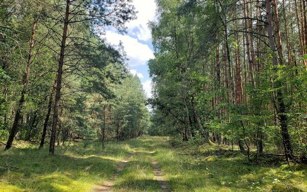 Wandern in den Wäldern um Kratzeburg, Foto: terrapress, Goettsching