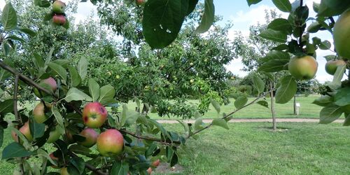 Äpfel im Pomo-Garten Döllingen, Foto: Andrea Opitz