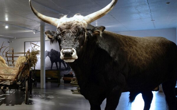 Ausstellung im BARNIM PANORAMA Naturparkzentrum, Agrarmuseum Wandlitz, Foto: BARNIM PANORAMA/Kienzle