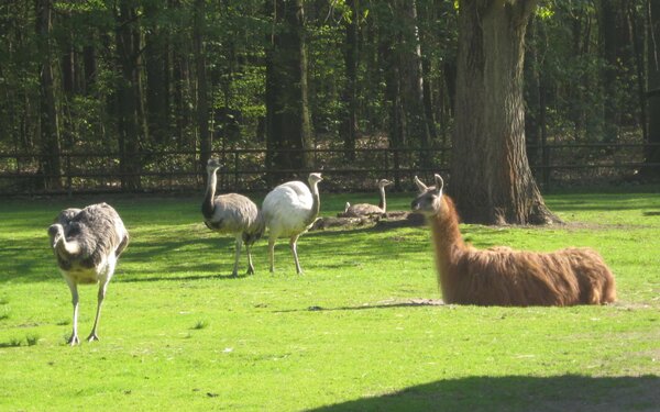 Tierpark Finsterwalde, Foto: Tierpark Finsterwalde, Lizenz: Tierpark Finsterwalde