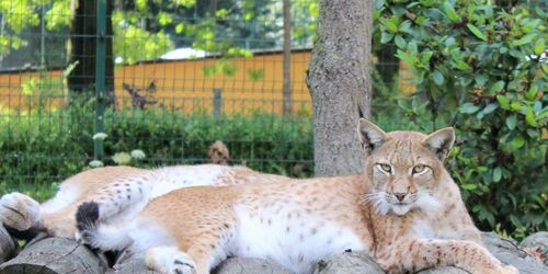 Luchs, Foto: Tierpark Finsterwalde, Lizenz: Tierpark Finsterwalde