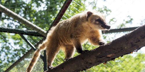 Nasenbär, Foto: Tierpark Finsterwalde, Lizenz: Tierpark Finsterwalde