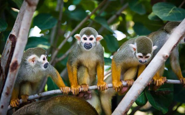 Totenkopfaffen im Zoo Leipzig  Gondwanaland