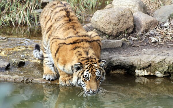 Tiger  Zoo Leipzig