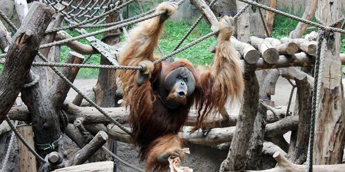 Orang-Uran  Zoo Leipzig