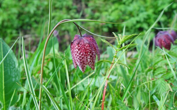 Schachblume in Altengronau, Foto: Spessart Tourismus und Marketing GmbH