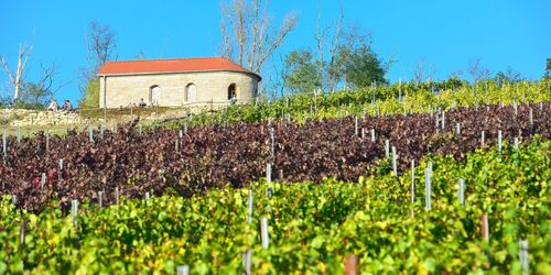 Weinbau am Geiseltalsee, Foto: Andreas Vitting, Lizenz: Weinbau am Geiseltalsee