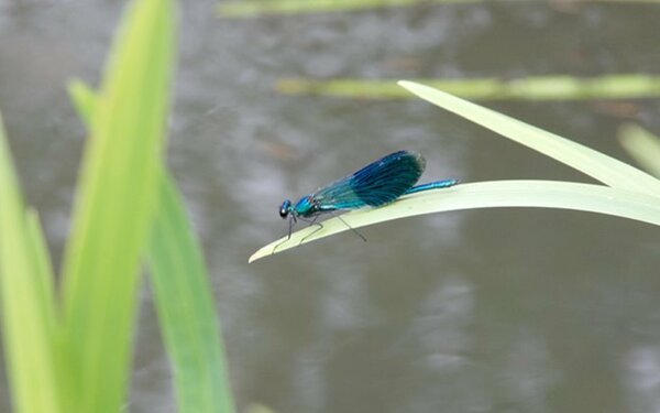 Libelle im Spreewald, Foto: www.spreewald-info.de