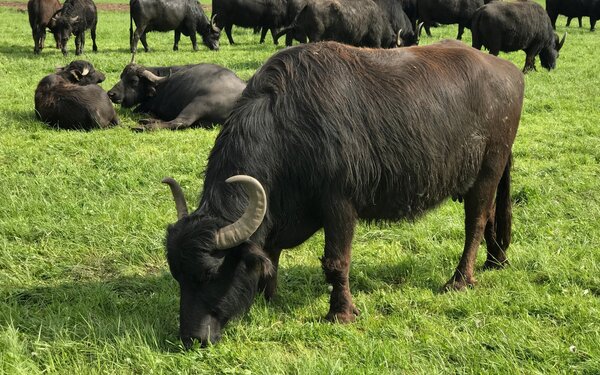 Büffel auf der Koppel, Foto: Ralf Weber, Lizenz: Büffelhof Seekoppel