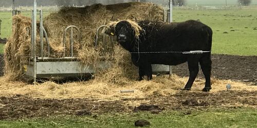 Büeffel auf der Winterweide, Foto: Ralf Weber, Lizenz: Büffelhof Seekoppel