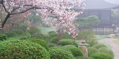 Japanischer Bonsaigarten Ferch, Foto: Japanischer Bonsaigarten Ferch