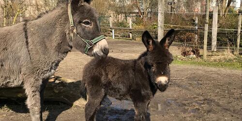 Esel Benita, Foto: Hansestadt Stendal/Tiergarten