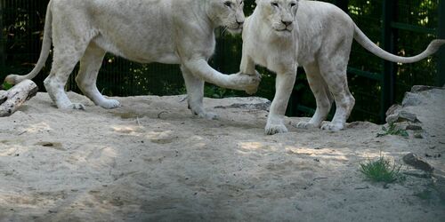 Löwen Mali und Sari, Foto: Tierpark Gera
