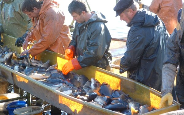 Abfischen der Hammerteiche Teichwirtschaft Lindena, Foto: Andrea Opitz