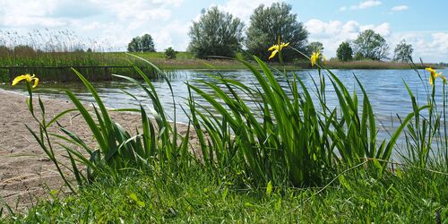 Schwimmen mit Barsch und Plötze