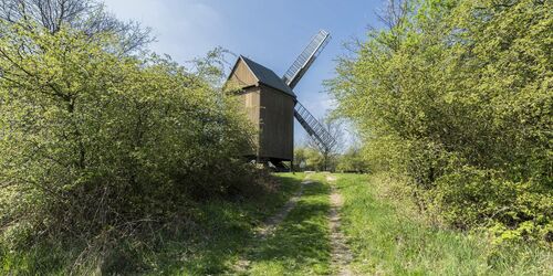 Frühling an der Bockwindmühle in Borne, Foto. TMB-Fotoarchiv/Steffen Lehmann