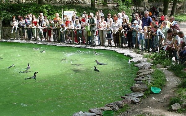 Pinguinfütterung, Foto: Zoo Schwerin/Erika Hellmich