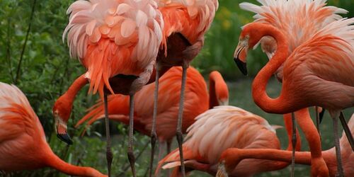 Flamingos, Foto: Zoo Schwerin/Erika Hellmich