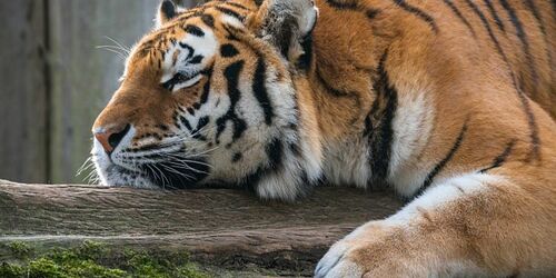Amur-Tiger ganz entspannt im Zoo Schwerin, Foto: Erhard Heiden
