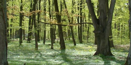 Ludwigslust Schlosspark Buschwindröschen Fruehling Tourismusverband Mecklenburg-Schwerin