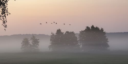 Kraniche über dem Rambower Moor, Foto: TMB-Fotoarchiv/ScottyScout