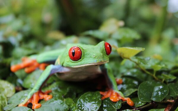 Rotaugen-Laubfrosch  Biosphäre Potsdam