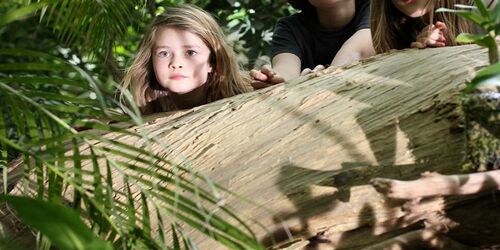 Kinder entdecken den Dschungel in der Biosphäre Potsdam, Foto: Agentur Kraftstoff