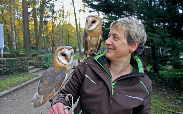 Schleiereulennachwuchs (2017), Foto: Wildpark MV