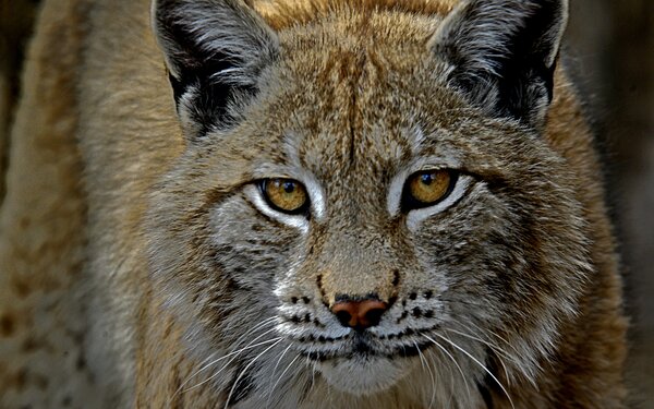 Luchs im Heimattiergarten, Foto: Johann Müller