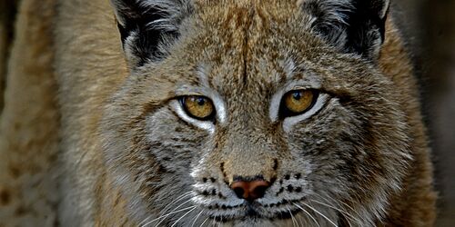 Luchs im Heimattiergarten, Foto: Johann Müller