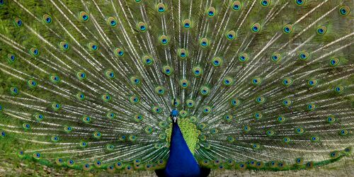 Pfau, Foto: Johann Müller