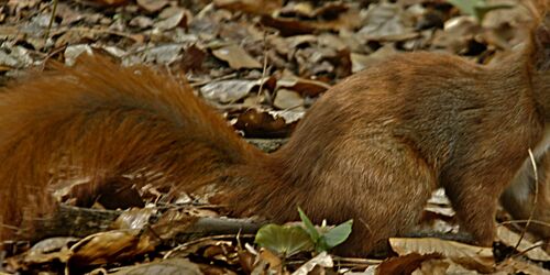 Eichhörnchen, Foto: Johann Müller