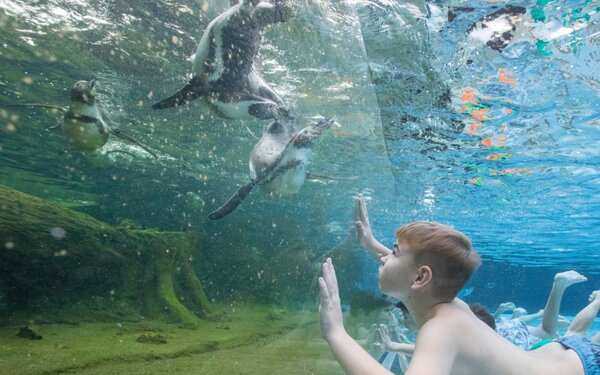 Schwimmen mit Pinguinen im Spreewelten Bad Lübbenau, Foto: Spreewelten GmbH
