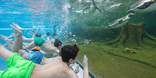 Schwimmen mit Pinguinen, Foto: Spreewelten GmbH