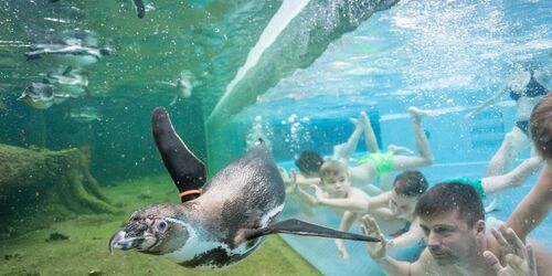 Schwimmen mit Pinguinen, Foto: Spreewelten GmbH