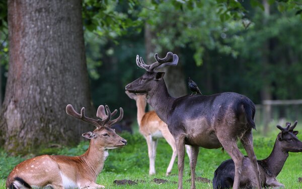 Tierpark Ivenacker Eichen