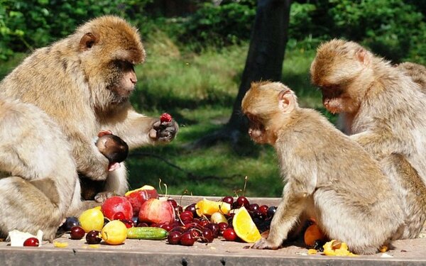 Reichgedeckter Tisch für die Berberaffenfamilie, Tierpark Ueckermünde, Foto: Tierpark Ueckermünde