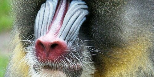 Mandrill im Tierpark Ueckermünde, Foto: Tierpark Ueckermünde