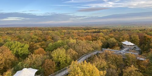 Baumkronenpfad, Foto: KTL Kur und Tourismus Bad Langensalza GmbH