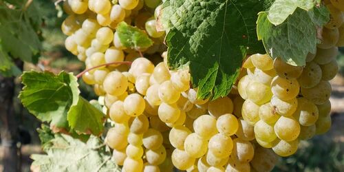 Weingut Patke, Foto: Angelika Laslo, Lizenz: Seenland Oder-Spree