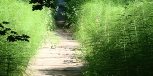 Forstbotanischer Garten Eberswalde - Holzsteg über Quellmoor mit Riesenschachtelhalm, Foto: C. Gohlke