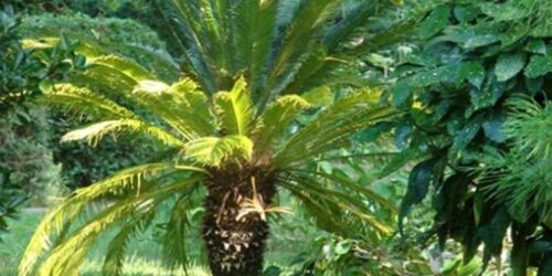 Forstbotanischer Garten Eberswalde - Japanischer Palmfarn Cycas revoluta, Foto: C. Gohlke
