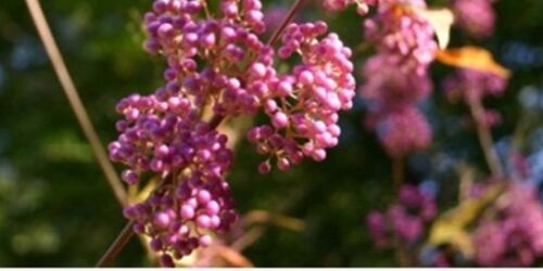 Forstbotanischer Garten Eberswalde - Liebesperlenstrauch Callicarpa bordinieri, Foto: B. Schröter
