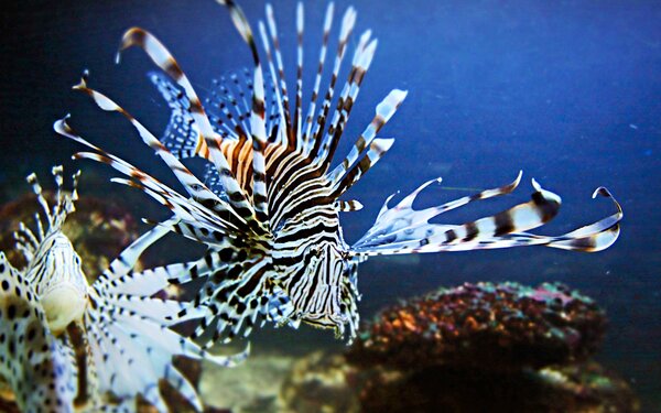 Foto: Meeresaquarium-Exotarium Nautiland Sonneberg e.V.