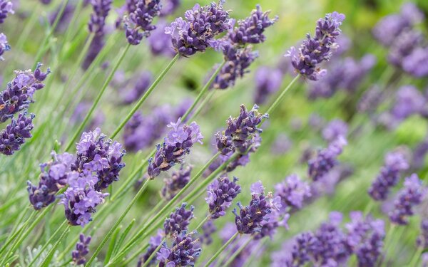 Lavendel, Foto: Pixabay/ChiemSeherin