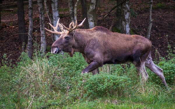 Elch im Wildpark Schorfheide, Foto: Michael Mattke, Lizenz: Gemeinde Schorfheide, Michael Mattke