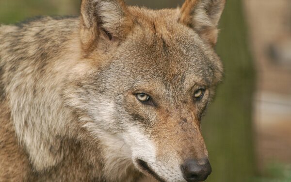 Wolf im Wildpark Schorfheide , Foto: Wildpark Schorfheide gGmbH, Lizenz: Wildpark Schorfheide gGmbH