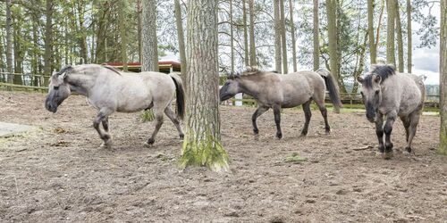 Wildpark Schorfheide, Foto: TMB-Fotoarchiv/Steffen Lehmann, Lizenz: TMB