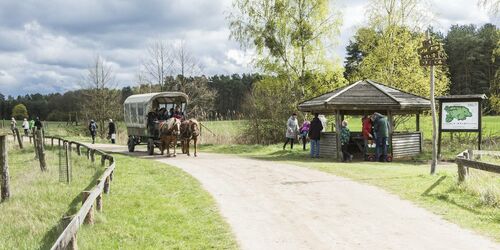 Wildpark Schorfheide, Foto: TMB-Fotoarchiv/Steffen Lehmann, Lizenz: TMB