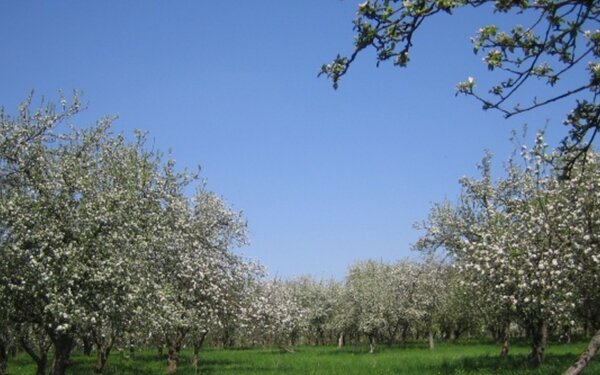 Bergschäferei / Die Biokelterei - Obstwiese in Blüte